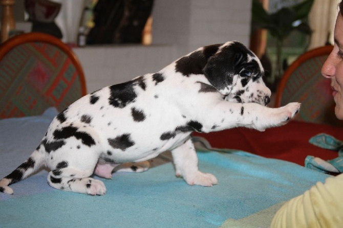 Dazelia - Nouvelles photos des chiots à 27 jours