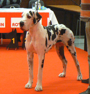 Hamyra Dazelia